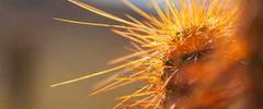 Niche LLC preventive vaccination programs